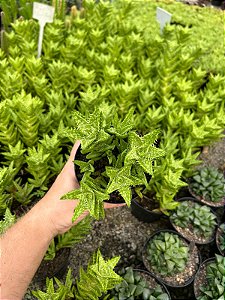 Aloe juvenna Pt11