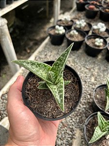 Aloe variegata Pt11