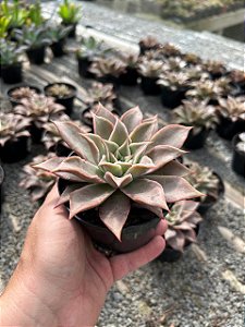 Echeveria madiba Pt11