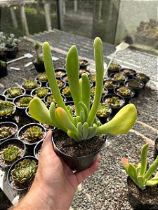 Kalanchoe luciae "Oricula" Pt11