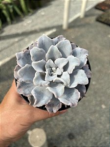 Echeveria crispate beauty Pt11