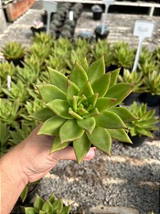 Echeveria agavoides "Lipstick" Pt11