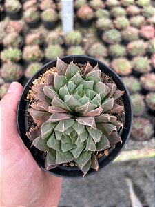 Haworthia cooperi Pt11