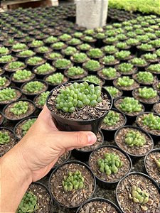 Haworthia cooperi var. truncata Pt11