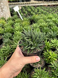Haworthia beccaria Pt11