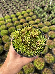 Haworthia chloracantha var. dentidulifera Pt11