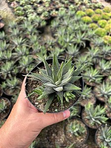 Haworthia attenuata var. radula Pt11