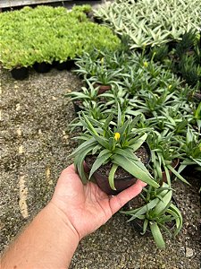 Bergeranthus multiceps schwantes Pt11