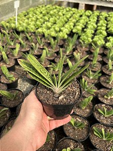 Gasteria little warty Pt11