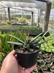 Gasteria bicolor Pt11