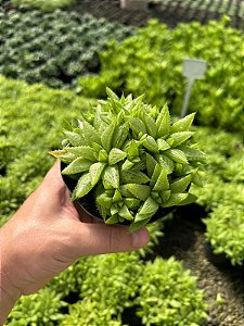 Haworthia retusa var. turgida caespitosa Pt11