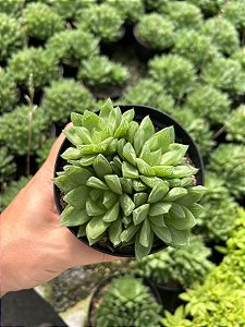 Haworthia Sp. Pt11