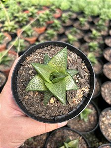 Haworthia venosa subsp. tesselata Pt11
