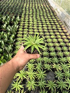 Haworthia limifolia var. ubomboensis Pt11
