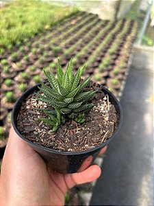 Haworthia fasciata Pt11
