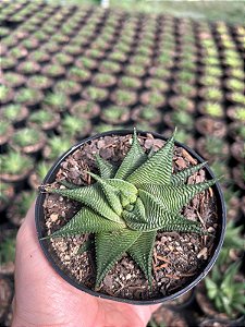 Haworthia limifolia var. spiralis Pt11