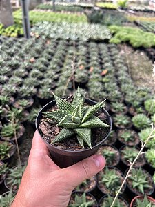Haworthia limifolia var. arcana Pt11