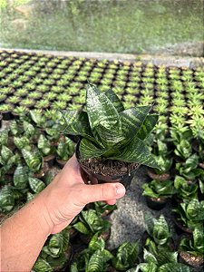 Sansevieria trifasciata Hahnii Pt11