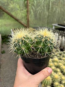 Echinocactus grusonii - Duplo - Pt11