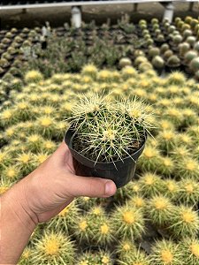 Echinocactus grusonii - Trio - Pt11
