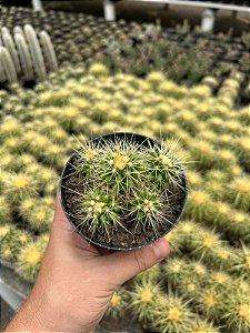 Echinocactus grusonii - Colônia c/5 - Pt11