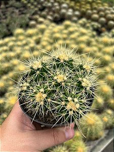 Echinocactus grusonii - Colônia c/ 8 - Pt11
