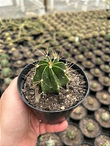 Astrophytum ornatum nudum Pt11