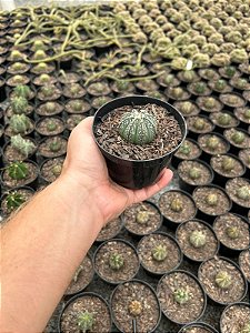Astrophytum híbrido asterias x capricorne Pt11