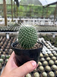 Mammillaria pico Pt11