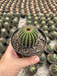 Uebelmannia pectinifera Pt11