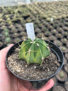 Astrophytum ornatum nudum variegata - ONV001 - Pt11