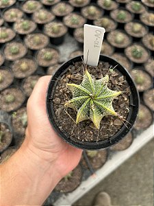 Astrophytum ornatum variegata - OV001 - Pt11