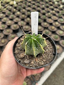 Astrophytum ornatum variegata - OV002 - Pt11