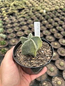 Astrophytum myriostigma variegata - AMV001 - Pt11