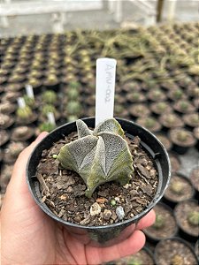 Astrophytum myriostigma variegata - AMV002 - Pt11