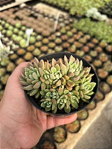 Sinocrassula densirosulata Pt11