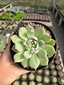 Echeveria parva x lindsayana Pt11
