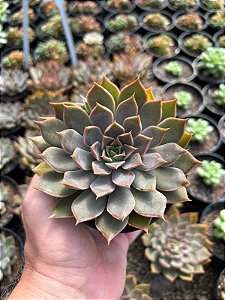 Echeveria mensa Pt11
