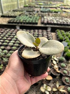 Colher de Cobre - Kalanchoe orgyalis Pt11