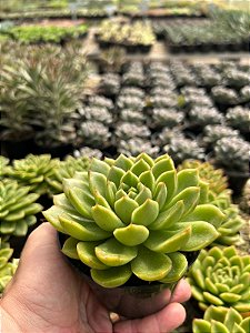Echeveria gilva Pt11