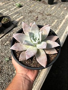 Echeveria mexican giant Cuia18