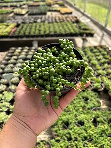 Colar de Pérolas - Senecio rowleyanus Pt11