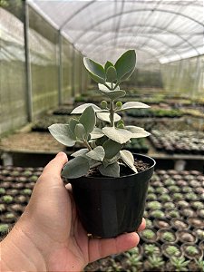 Colher de Prata - Kalanchoe bracteata Pt11