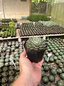Echeveria swallow Pt11