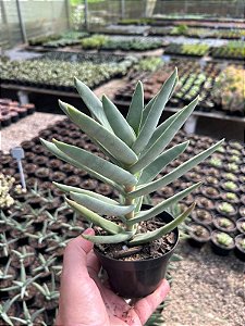 Crassula falcata (folha fina) Pt11