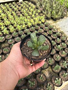 Pata de Tartaruga - Adromischus cooperi Pt11