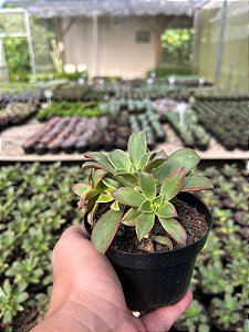 Aeonium kiwi Pt11