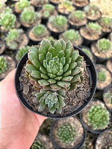 Echeveria scorpion Pt11