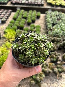Anacampseros filamentosa Pt11