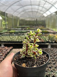 Portulacaria afra variegata Pt11